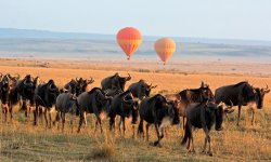 Balloon safari